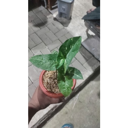 syngonium panda holland