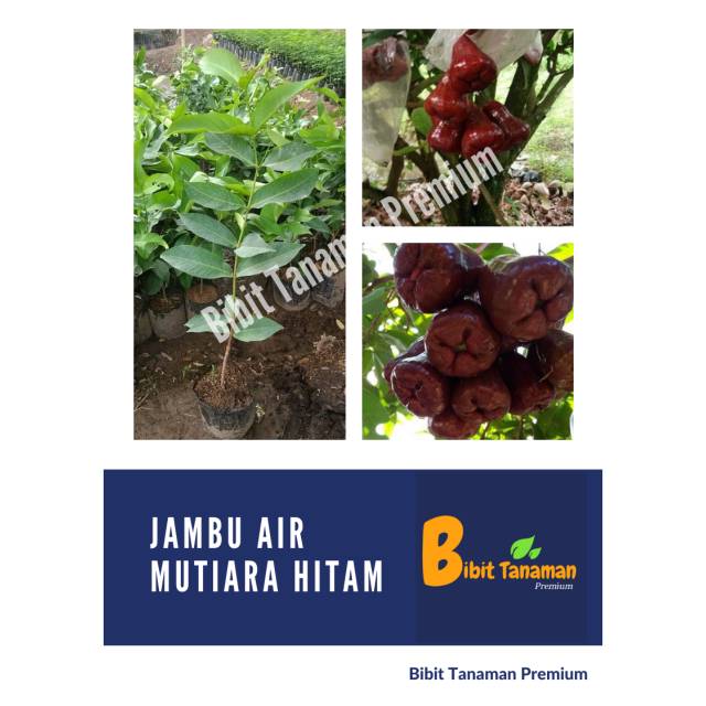 BIBIT JAMBU MUTIARA HITAM/JAMBU AIR MUTIARA HITAM
