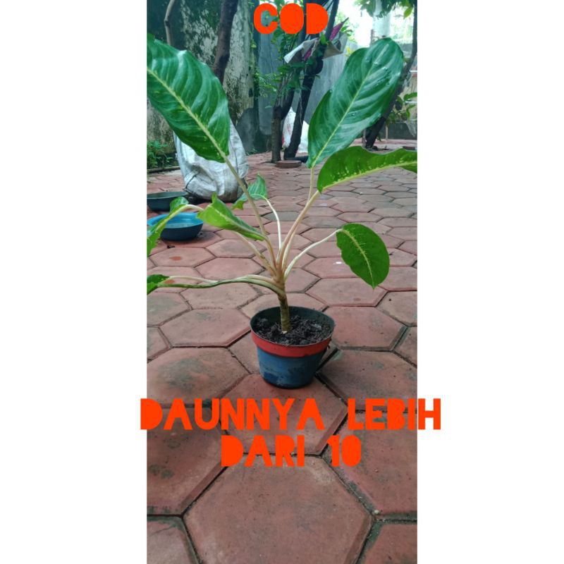 tanaman hias agronema butterfly hijau,( realpict)