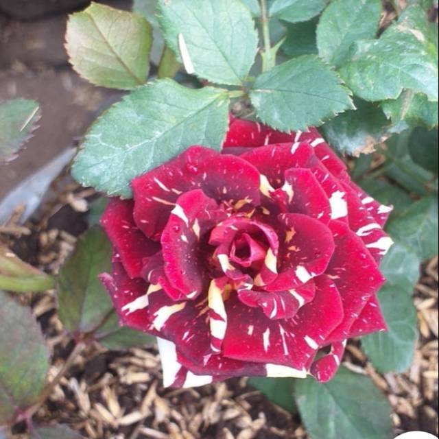 Bunga mawar batik / hiasan taman / Benih herbal / Izzah flowers