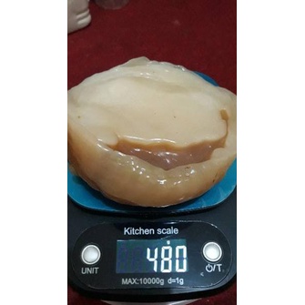

[KODE M9JUF] !!! SCOBY ATAU JAMUR DIPO UNTUK MEMBUAT KOMBUCHA