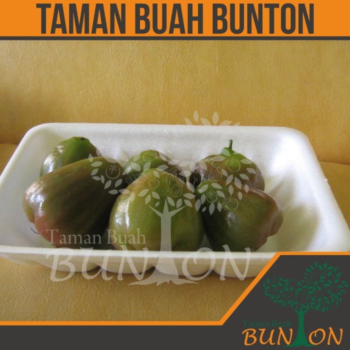 BIBIT TANAMAN BUAH JAMBU AIR KAGET