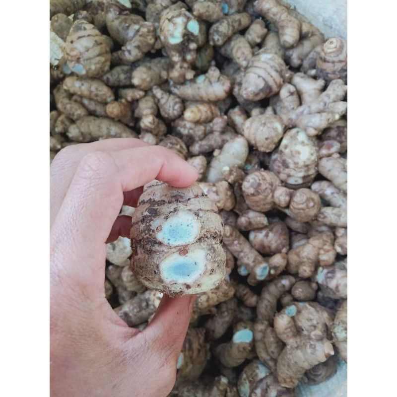 

temu ireng kunyit hiyam / temu hitam segar 1kg
