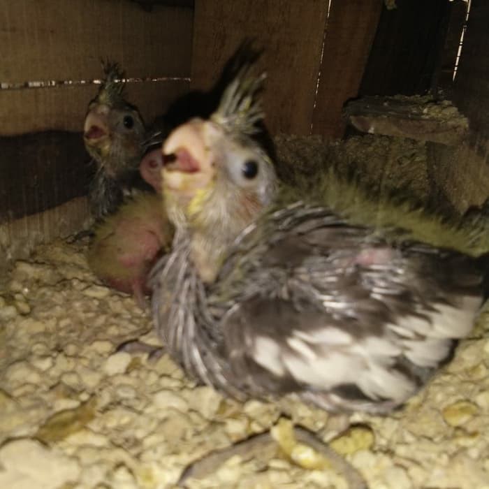 

Falk Pied Grey Baby