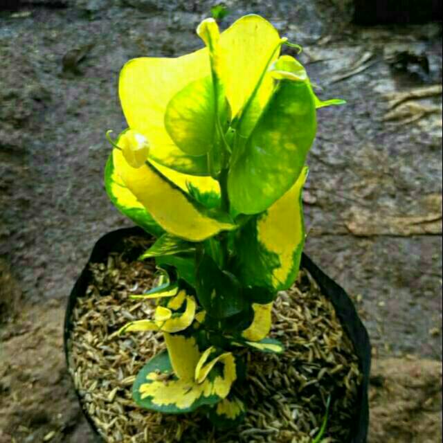 Tanaman hias puring apel andromeda/tanaman puring apel/bibit tanamanpuring