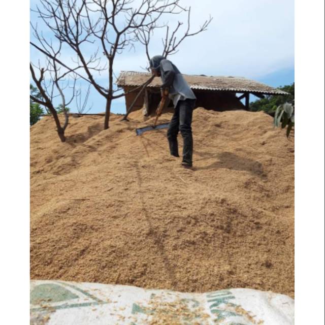 Sekam padi dedek kasar wadag stok banyak