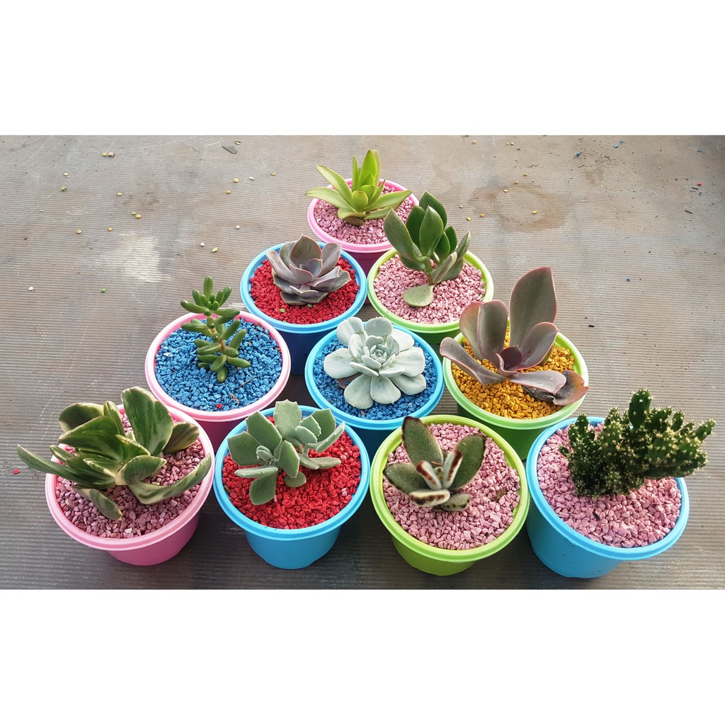 10 pot Tanaman Kaktus Sukulen Pot Warna LENGKAP BATU 10 pot Tanaman Kaktus Sukulen Pot Warna LENGKAP BATU