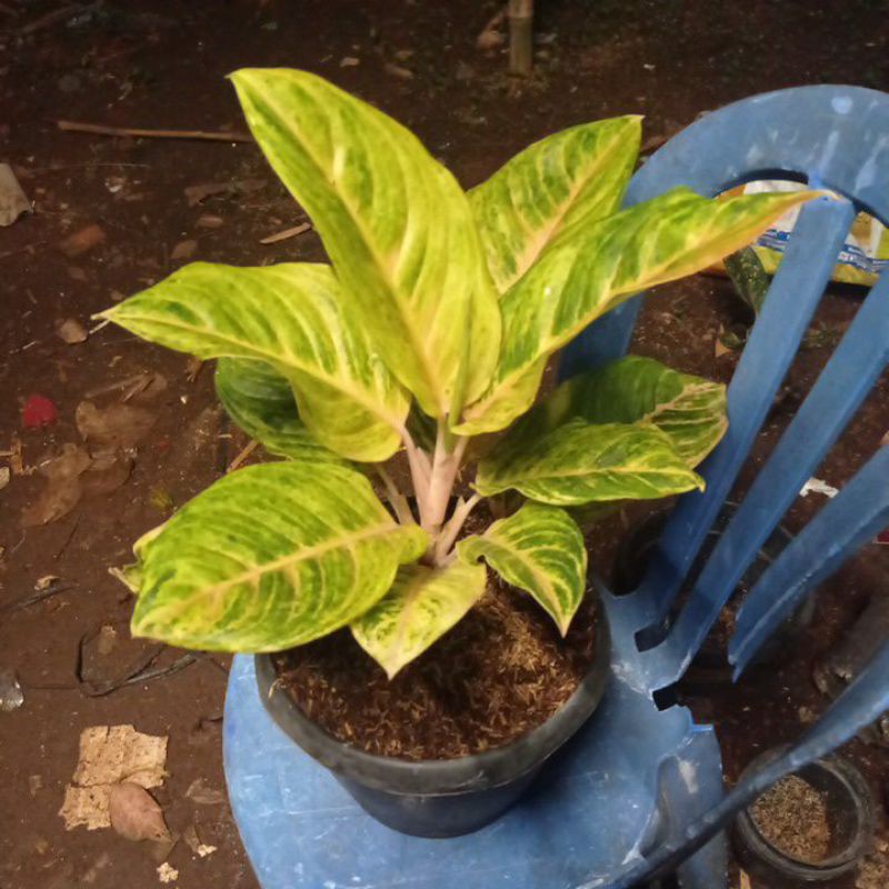 AGLAONEMA SUSAN BESAR