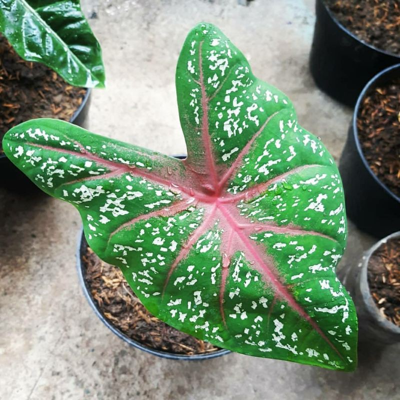 tanaman caladium red star