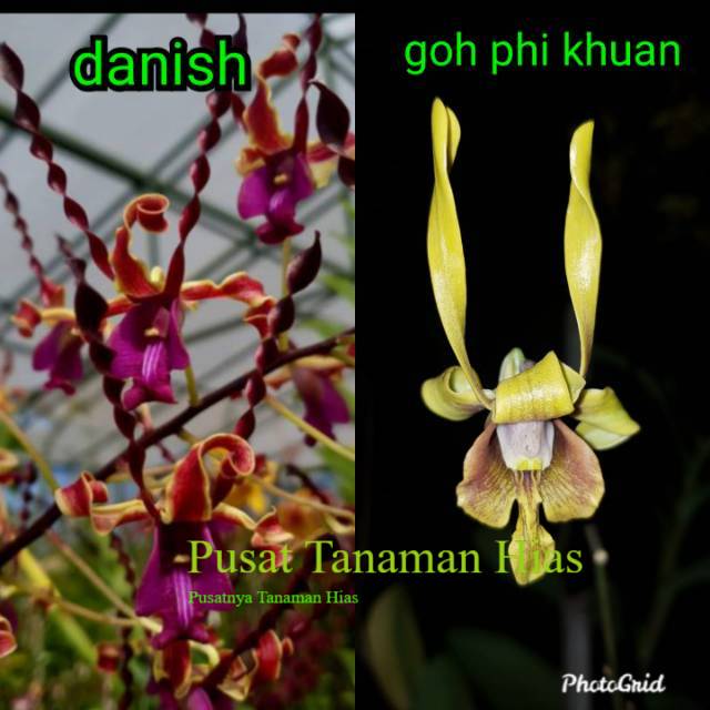 seedling anggrek dendrobium danish dan goh pi khuan PTH