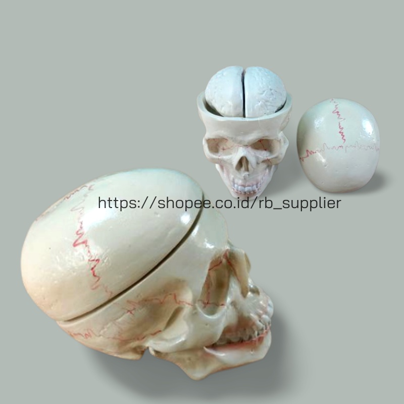 Tengkorak Kepala dan Otak | Tempurung Kepala / Batok Kepala - Otak Manusia