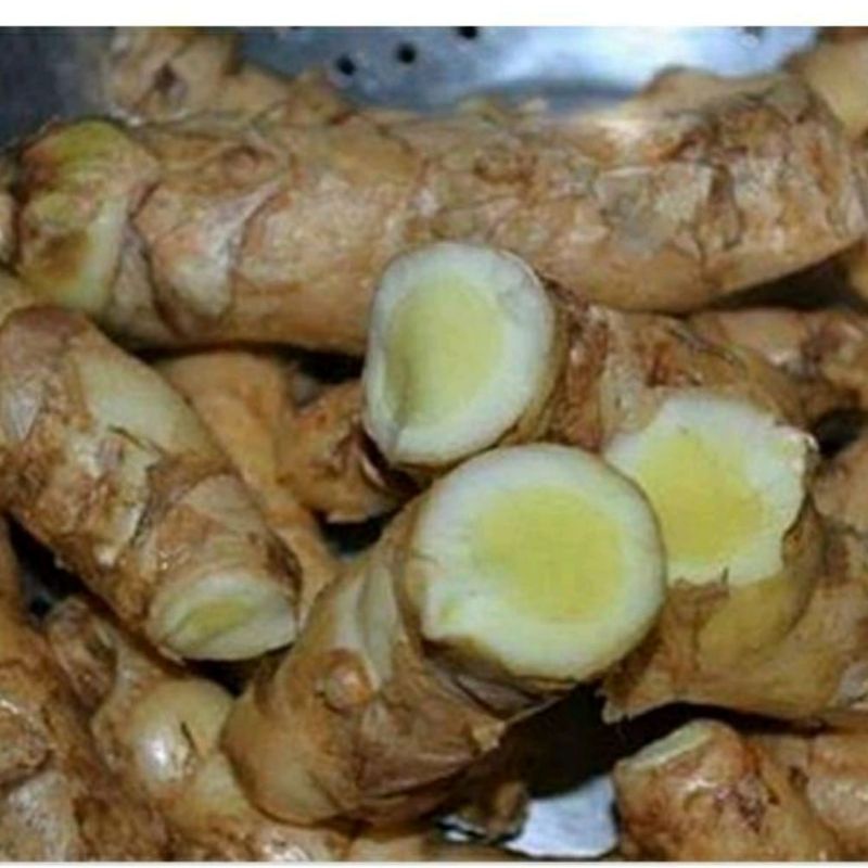 

Kunyit Putih / Kunir Putih Berat 1 Kg