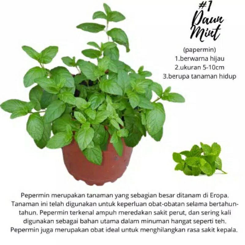 TANAMAN HERBAL MINT |COD| KUALITAS SUPER |250G TANAMAN HIAS HERBAL HIDUP ASLI MURAH