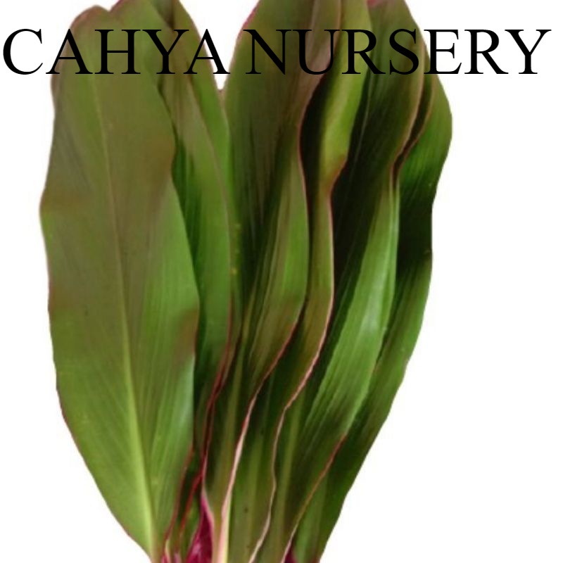 

Promo Bahan bungkus bacang/bakcang per lembar/helai/daun hanjuang