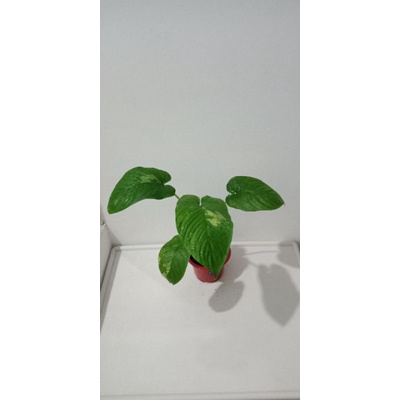 Homalomena sp varigata