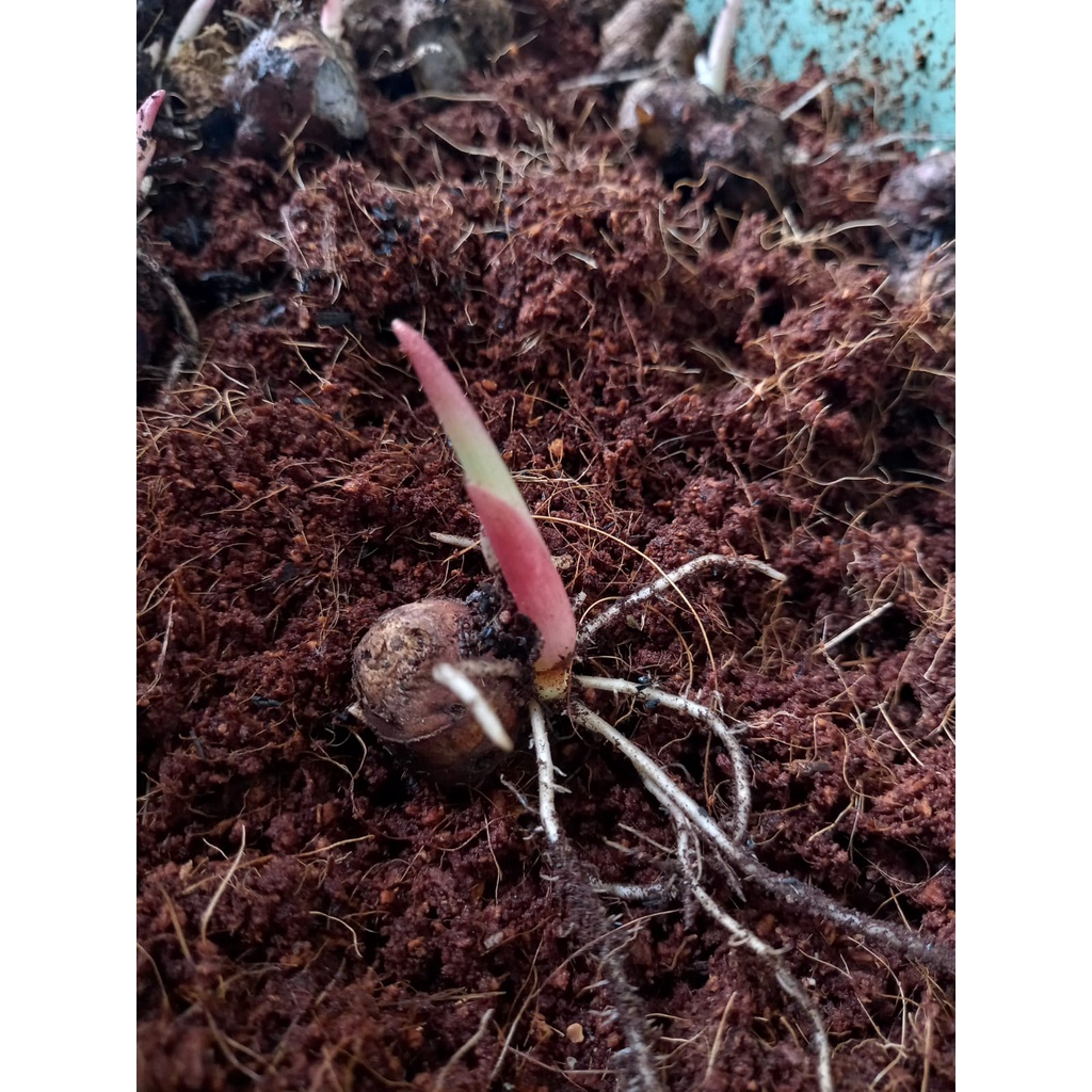 Rimpang bibit Kunyit Hitam Bertunas 1 tunas