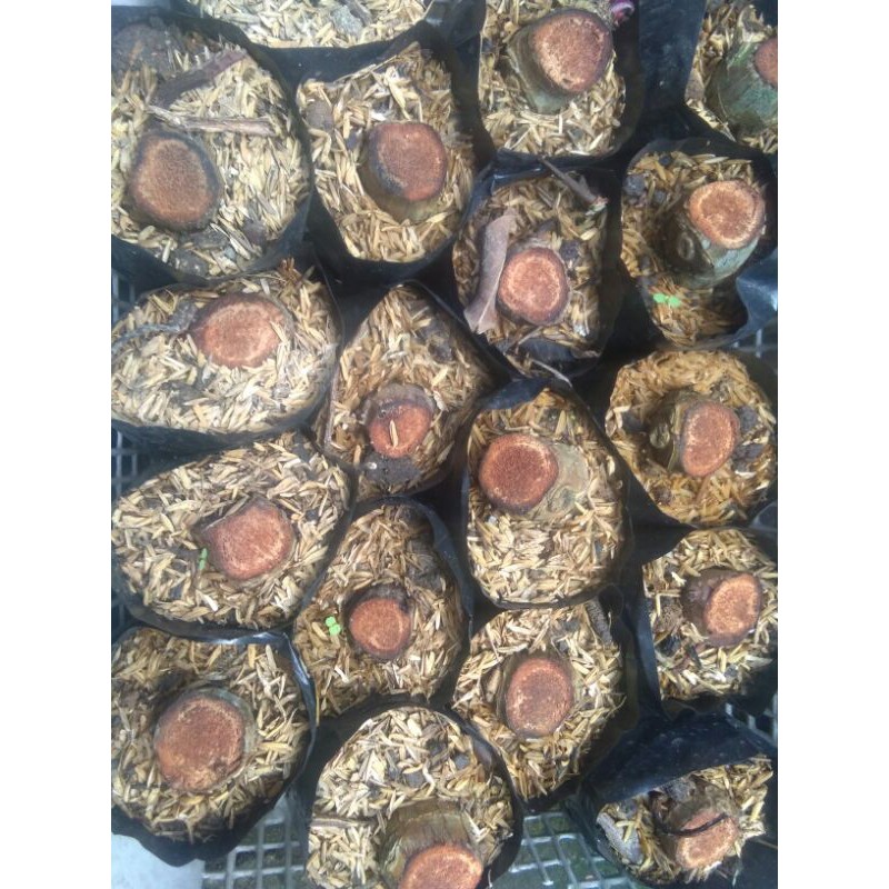 florida/philo ghost (bukan varigata)