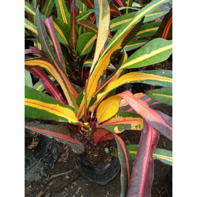 tanaman hias puring jenis galaxy murah