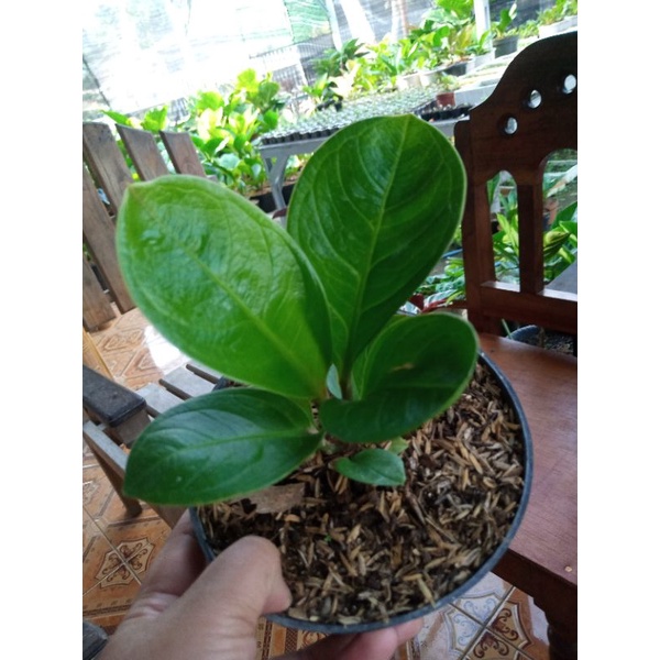 jemani mangkok super bowl