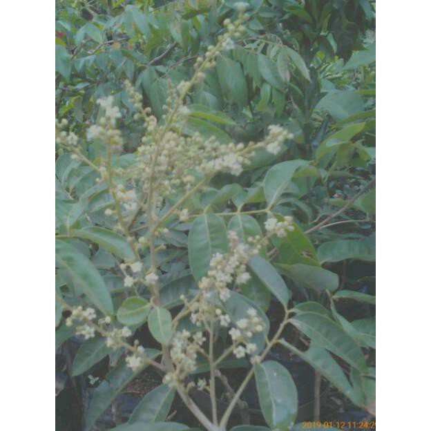 *_@ BIBIT KELENGKENG AROMA DURIAN BERBUNGA  BIBIT BUAH KELENGKENG MURAH 