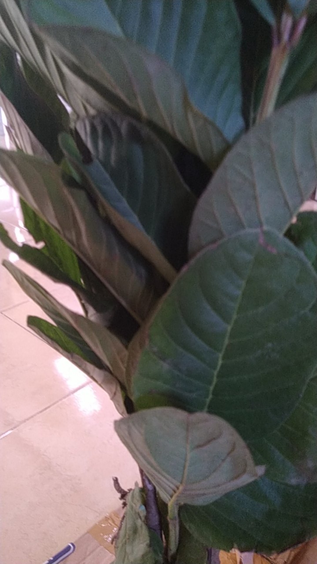 Bibit Jambu Merah Tanpa Biji Manis