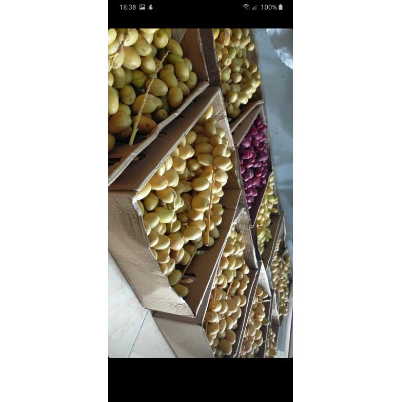 

Kurma Muda Kuning dan Merah