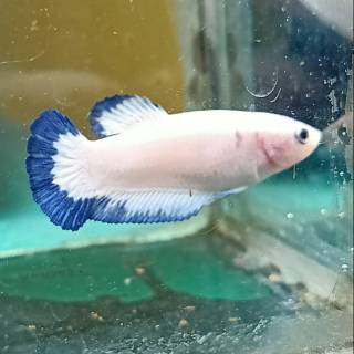 ikan cupang blue rim ori thailand // betina (female