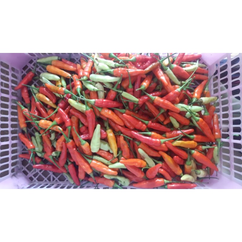 

cabe kecil