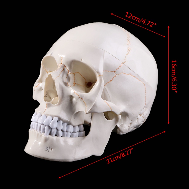 Mary Life Size Human Skull Model Anatomi Anatomi Tengkorak Mengajar Medis Untuk Hea