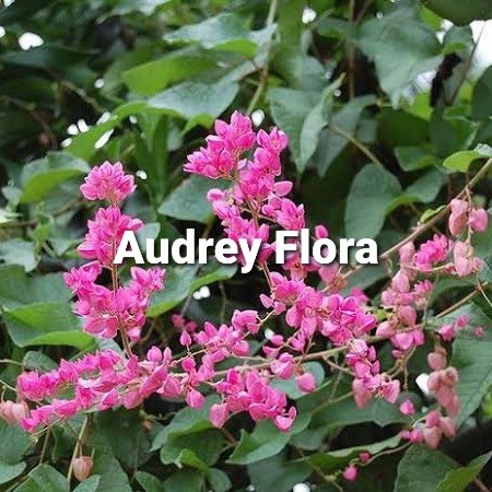 Tanaman Hias Bunga Air Mata Pengantin Pink - Air Mata Pengantin