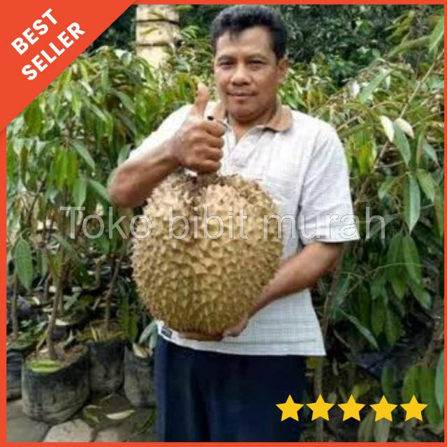 Bibit Durian Bawor Tabulampot