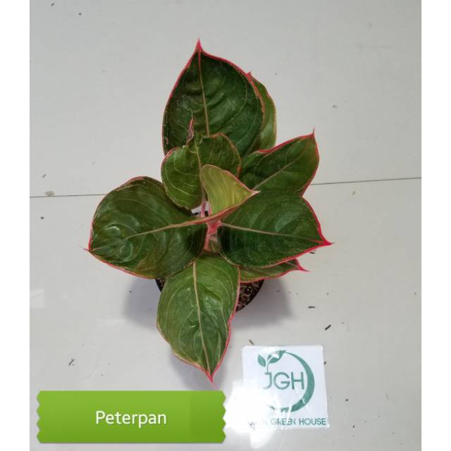 Aglonema Peterpan