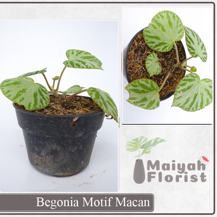 Begonia Motif Macan - Motif Harimau - Tanaman Hias