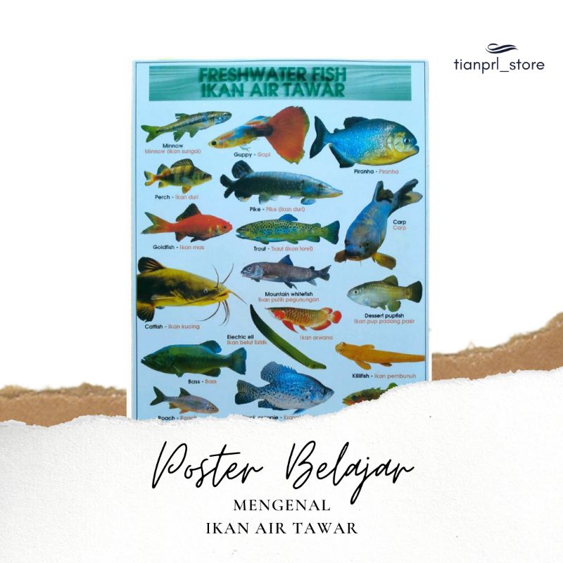 

POSTER BELAJAR MENGENAL IKAN AIR TAWAR