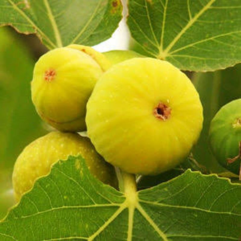 bibit buah tin kuning cepat berbuah LSU Gold