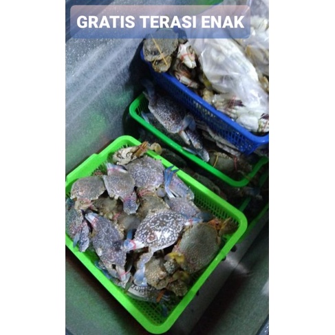 

RAJUNGAN KEPITING LAUT 1kg ENAK GRATIS terasi khas Cirebon