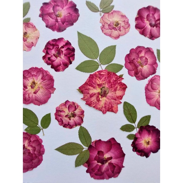 Pressed Big Red Roses - Oshibana - Dried Flower - Bunga Kering - Mawar press - Mawar kering - Dried 