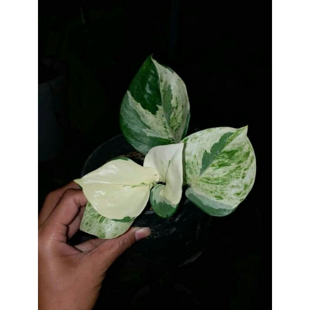 Sirih  manjula varigata / keong varigata