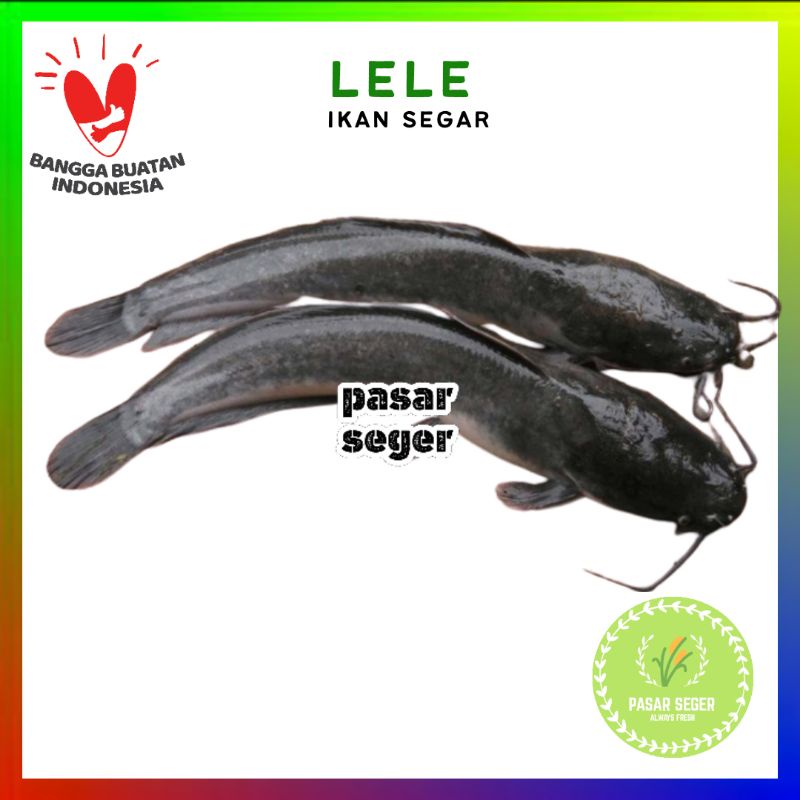 

ikan lele SeGar [500g]