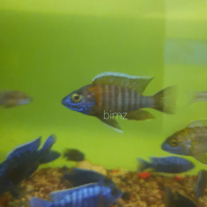 Promo Cichlid - Aulonocara Red Flush