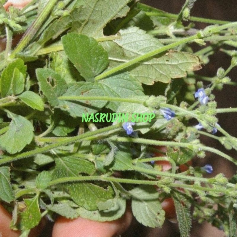 

DAUN NGGORANG SEGAR / SALVIA OCCIDENTALIS / DAUN BIJAK INDIA BARAT / DAUN SAGE INDIA BARAT