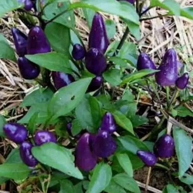 promo Tanaman hias cabai ungu - cabai ungu - cabai hias - pretty purple