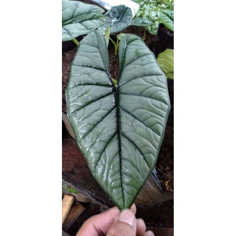 bonggol alocasia bisma silver