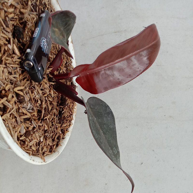Philo black cardinal original