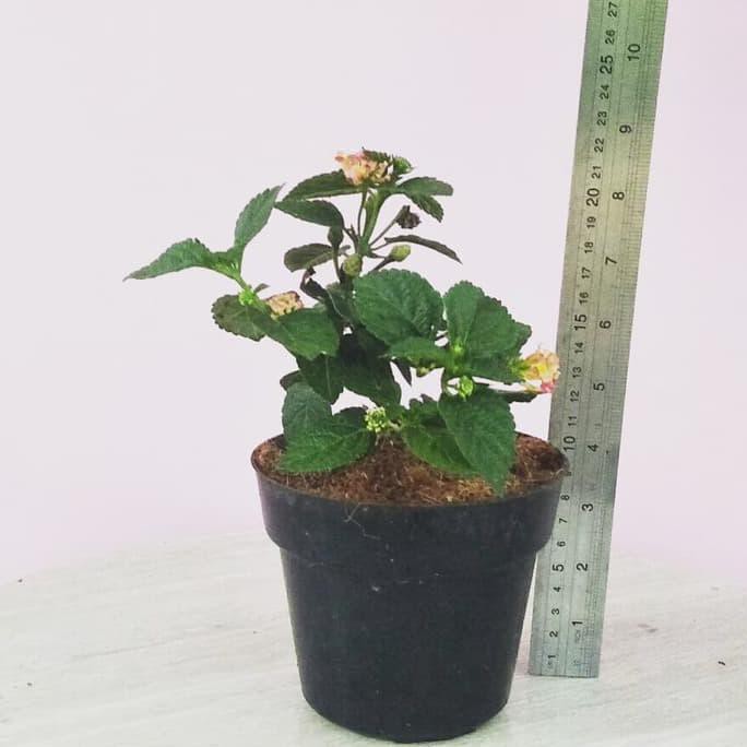 Ini Tanaman Lantana Bunga Merah / Lantana Bandana Red Ayo Beli