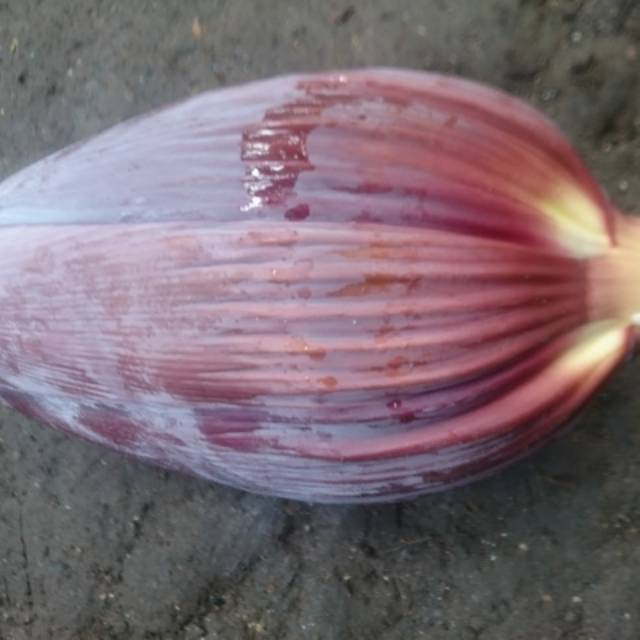 

Jantung Pisang/kaya akan manfaat