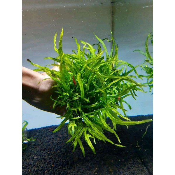 Kadaka Mini Trident Microsorum Trident (Tanaman Aquascape)