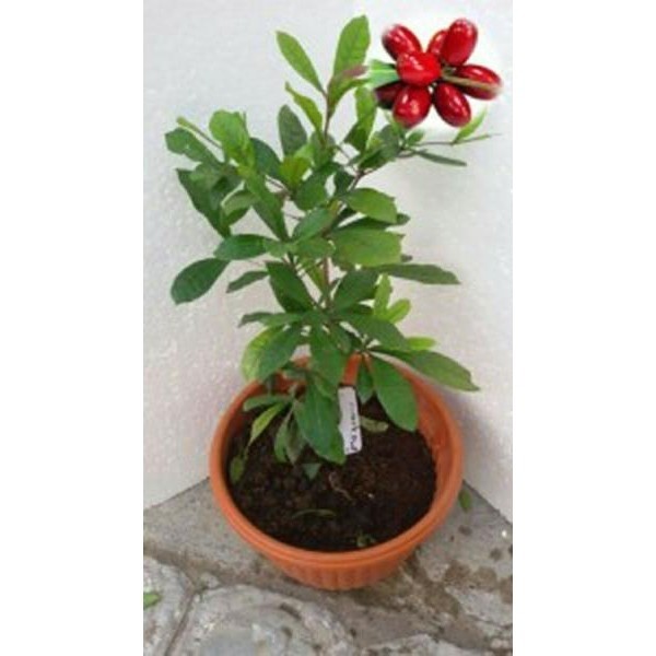 Tanaman Buah ajaib / miracle fruit sudah berbuah