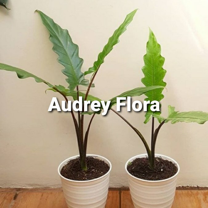 Tanaman Hias Philodendron Keris Papua - Keris Papua