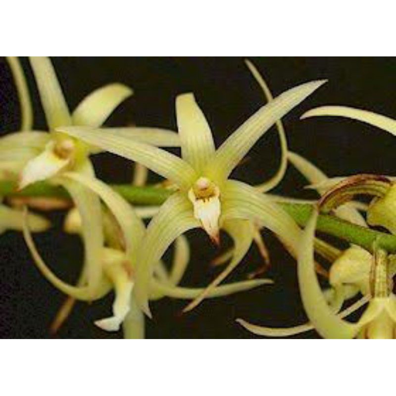 Anggrek Eria Javanica | Anggrek Murah | Orchid Plant